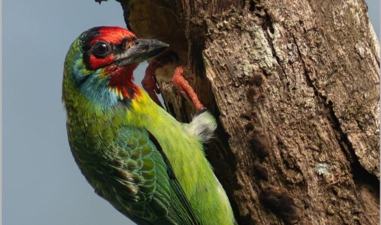 A barbet with a crimson face at a nest hole