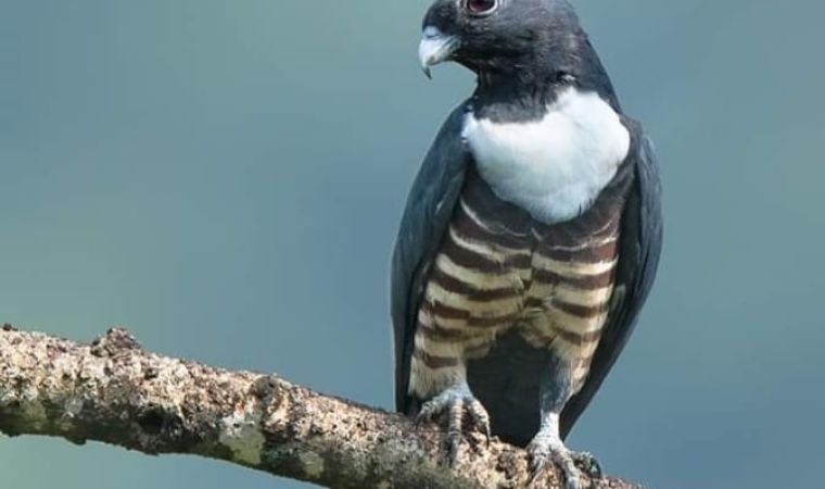 Black Baza perched on a branch