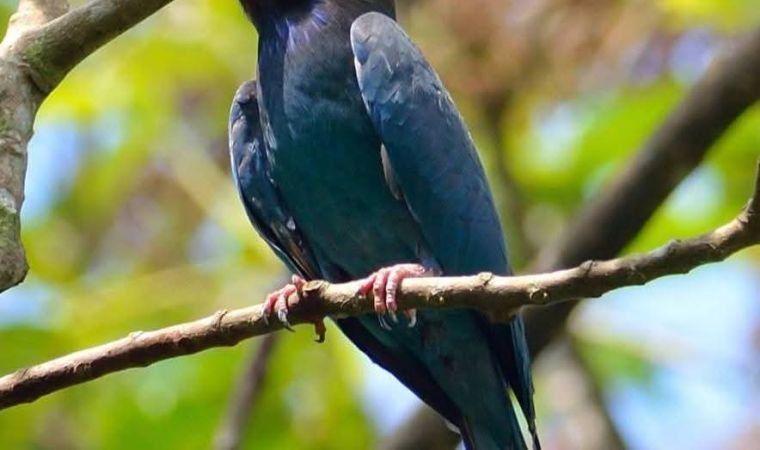 A glossy blue-black drongo perched on a branch