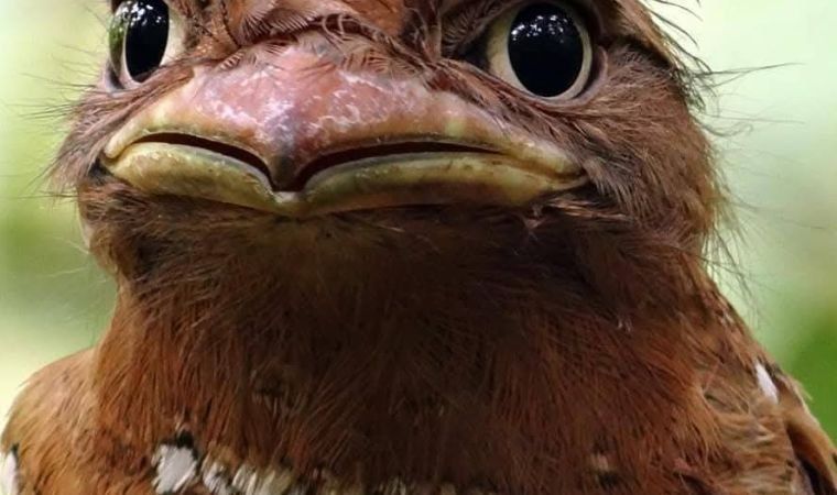Sri Lanka Frogmouth close up