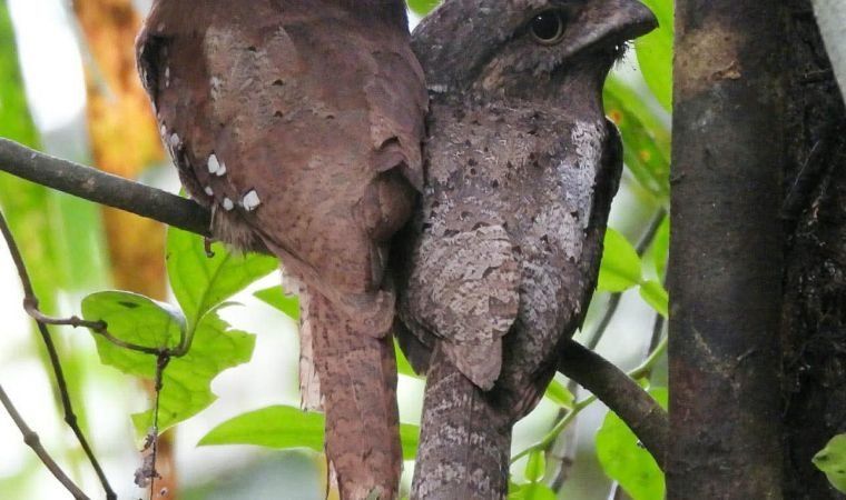 A pair of Sri Lanka Frogmouths roosting