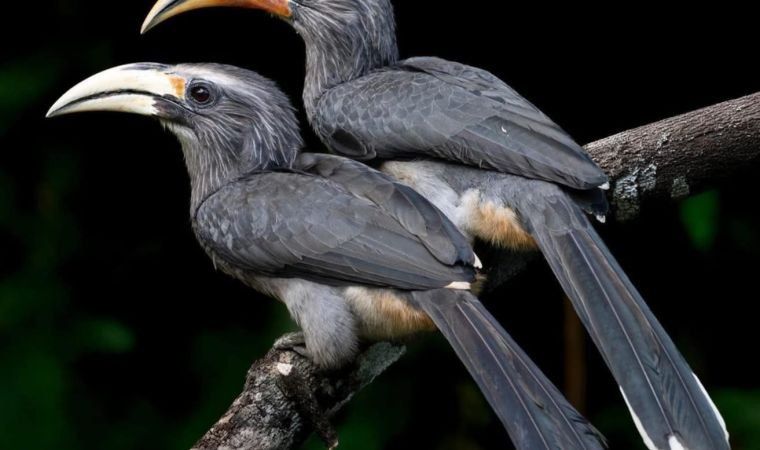 A pair of Malabar Grey Hornbills on a branch