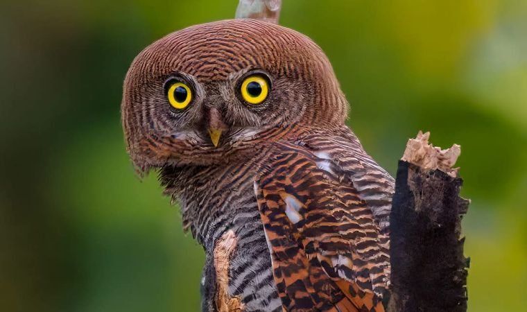 Jungle Owlet with yellow eyes