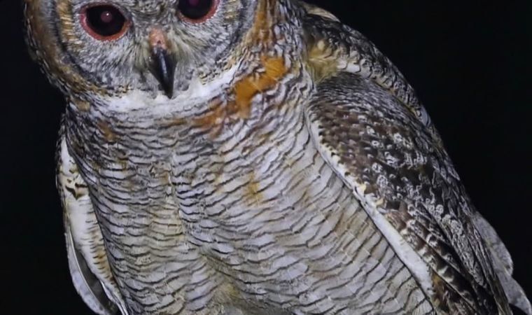 Mottled Wood Owl