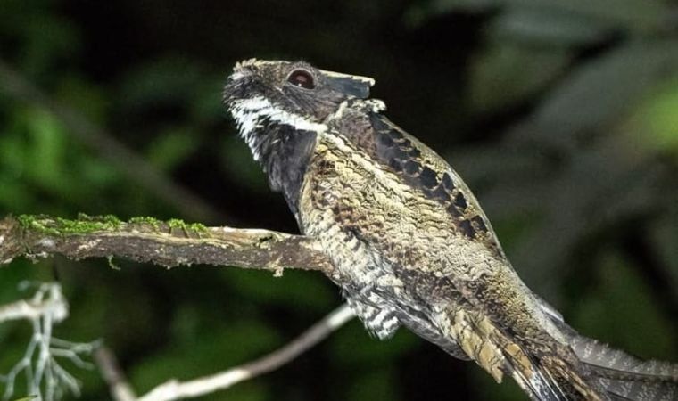 A camouflaged nightjar resting on a mossy branch