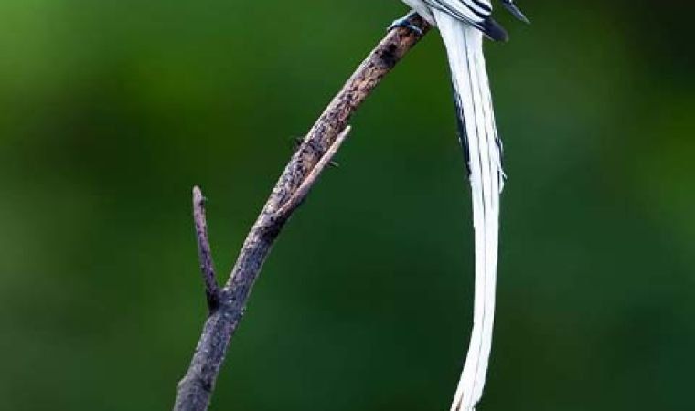 The long white tail of a paradise-flycatcher
