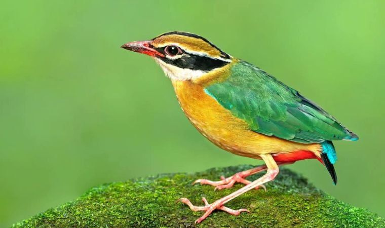 An Indian Pitta standing on moss