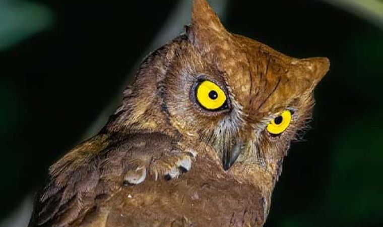 A dark forest photograph with a hidden bird