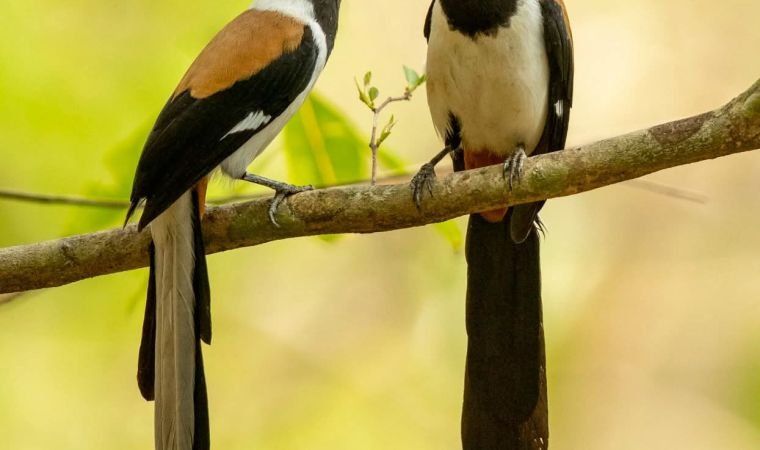 Two White-bellied Treepies on a branch