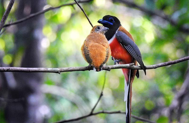 A male and female Malabar Trogon perched together