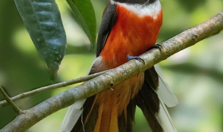 Malabar Trogon showing its crimson belly