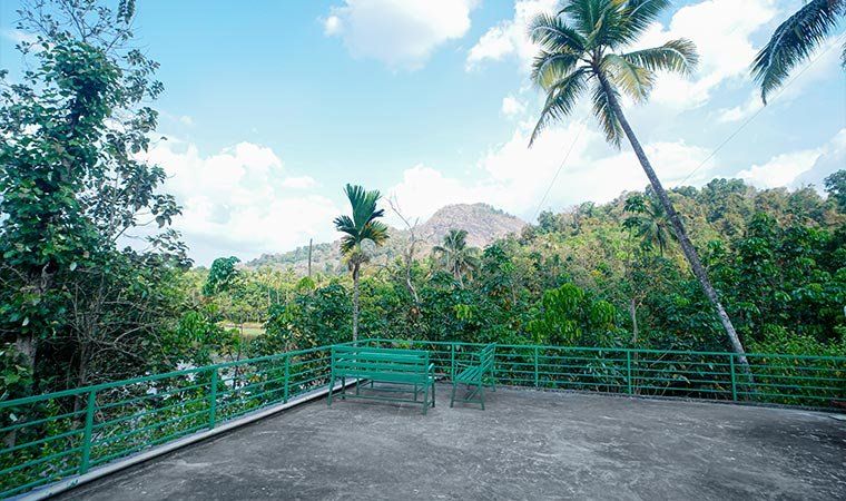 The forest seen from the Jungle Bird terrace